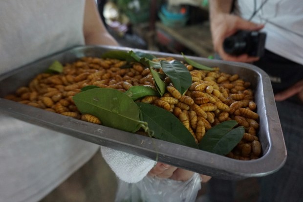 Frische Mehlwürmer Frische Mehlwürmer am Markt in Hanoi